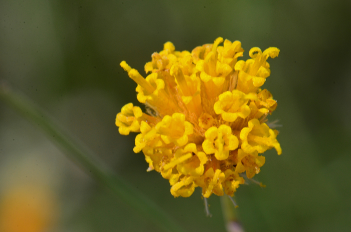 Sweetbush Bebbia is a scraggly weedy looking aromatic desert shrub often ignored by casual observers and wildflower enthusiasts alike. However the plants are a haven for butterflies and moths and, upon closer inspection, one notices that the yellow and orange tubular flowers are quite. Bebbia juncea 